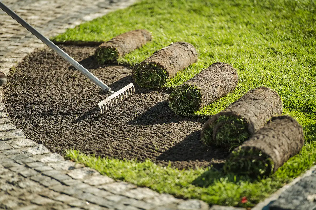 Freshly laid sod rolls ready for a Colorado Springs lawn