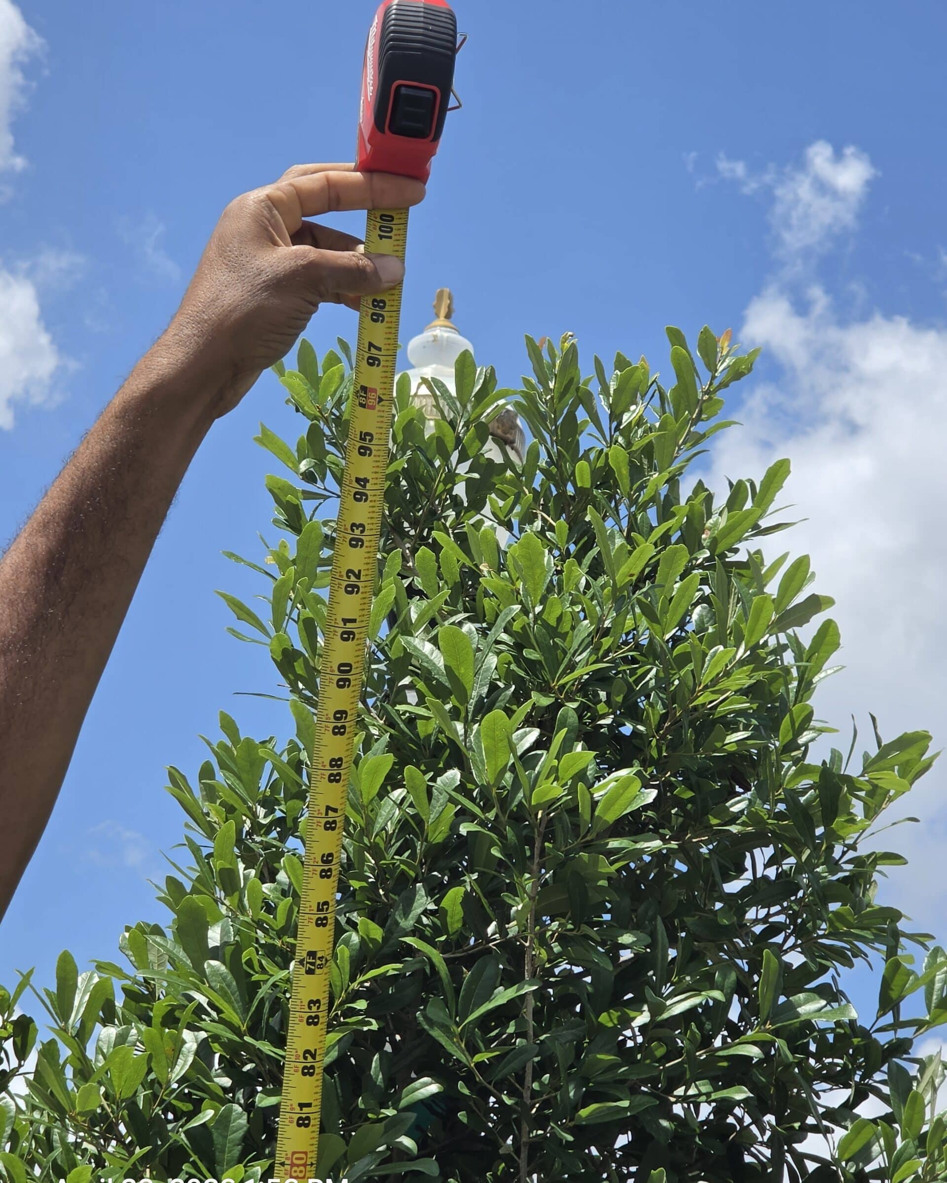 Tree services frequently asked questions for San Tan Valley, AZ properties
