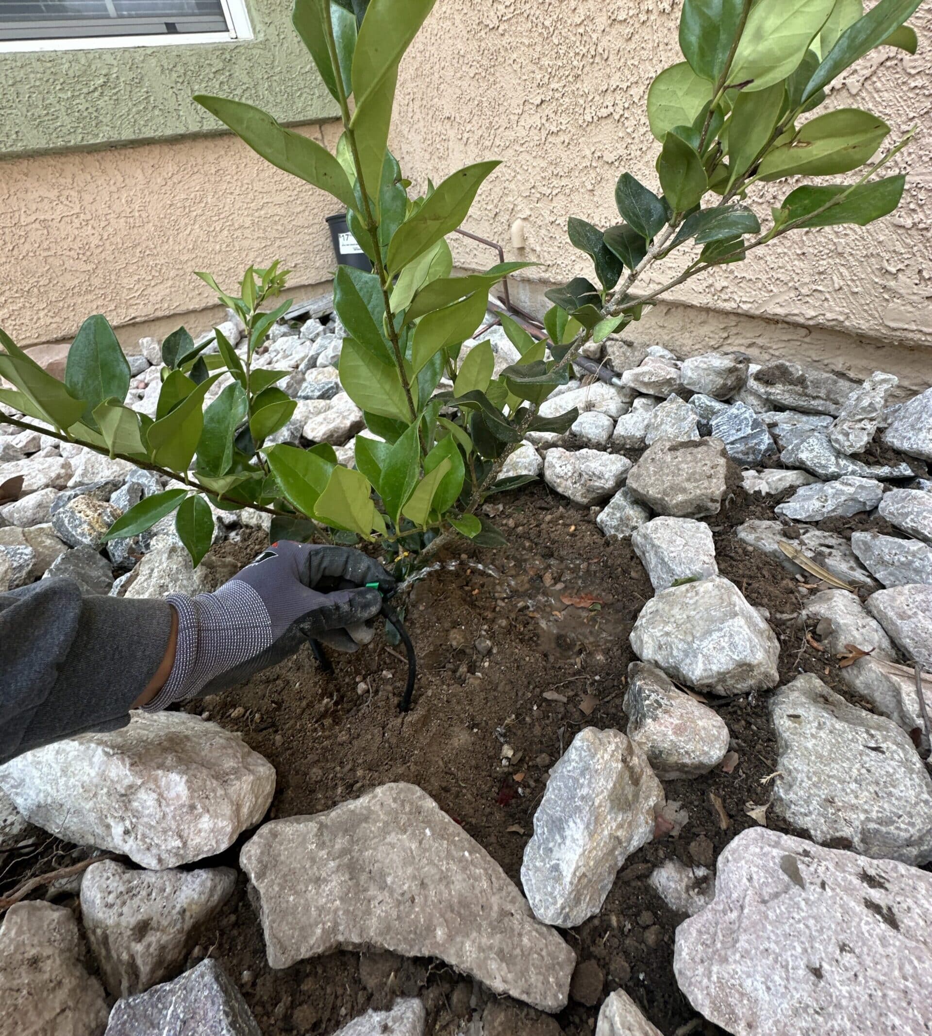 Tree Planting in Denver, CO