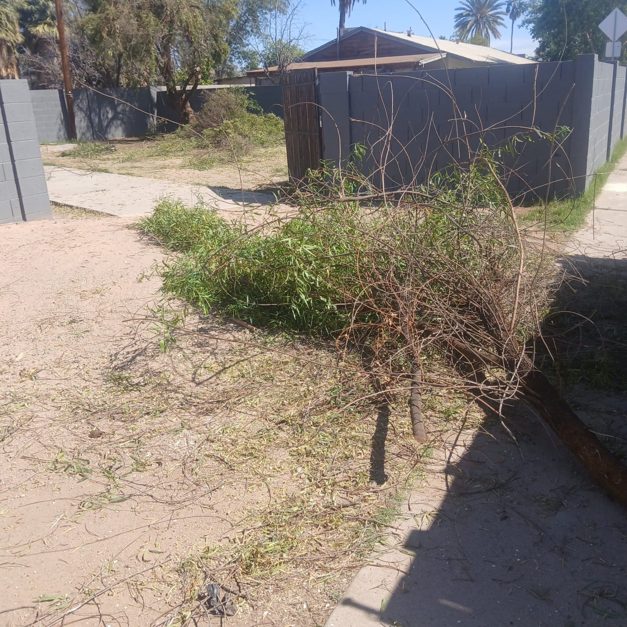 Overgrown desert landscaping flagged by a San Tan Valley HOA