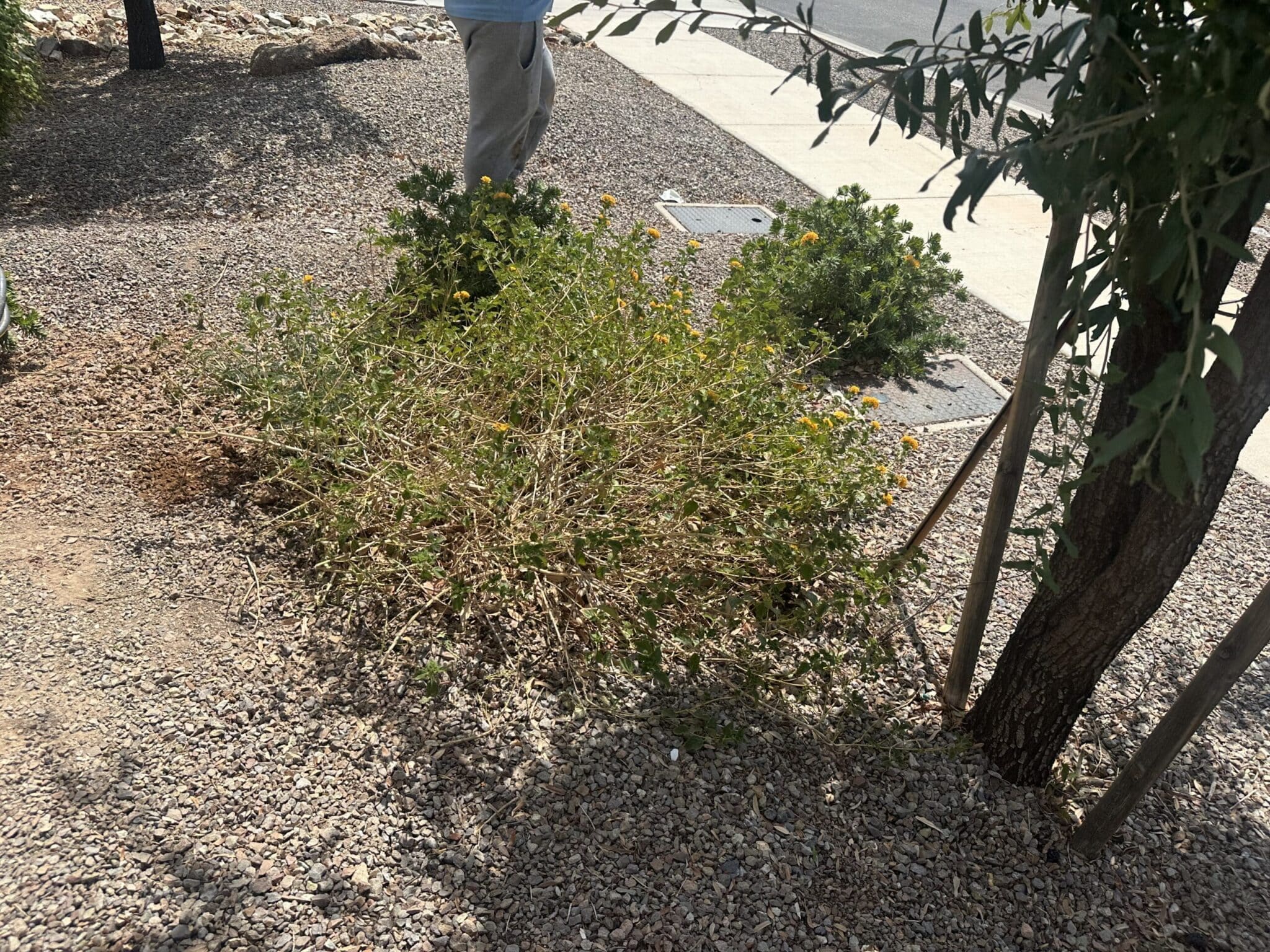 HOA covenant landscaping standard in a San Tan Valley Pinal County community