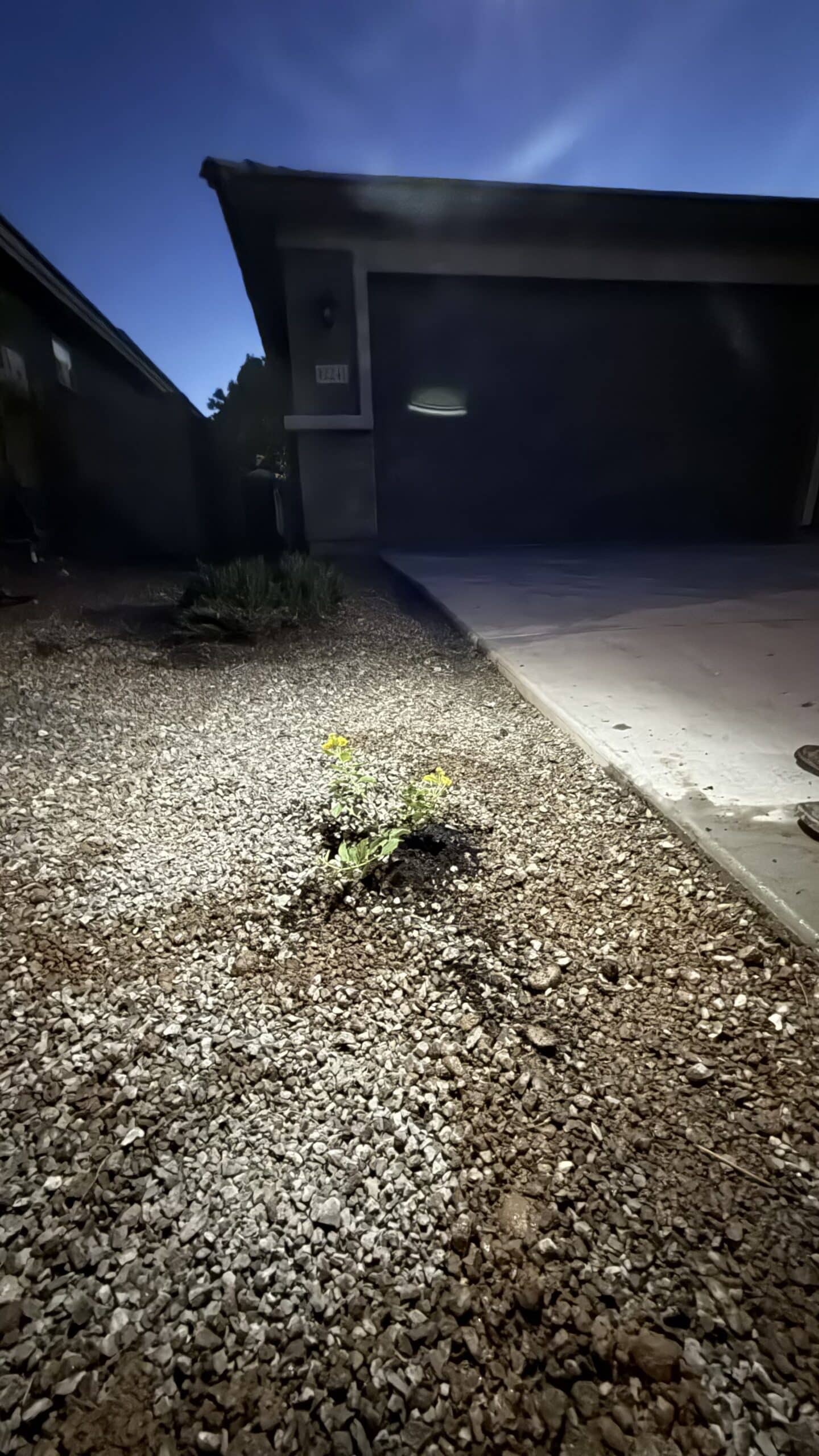 Breasy completing a drip system repair in San Tan Valley, AZ