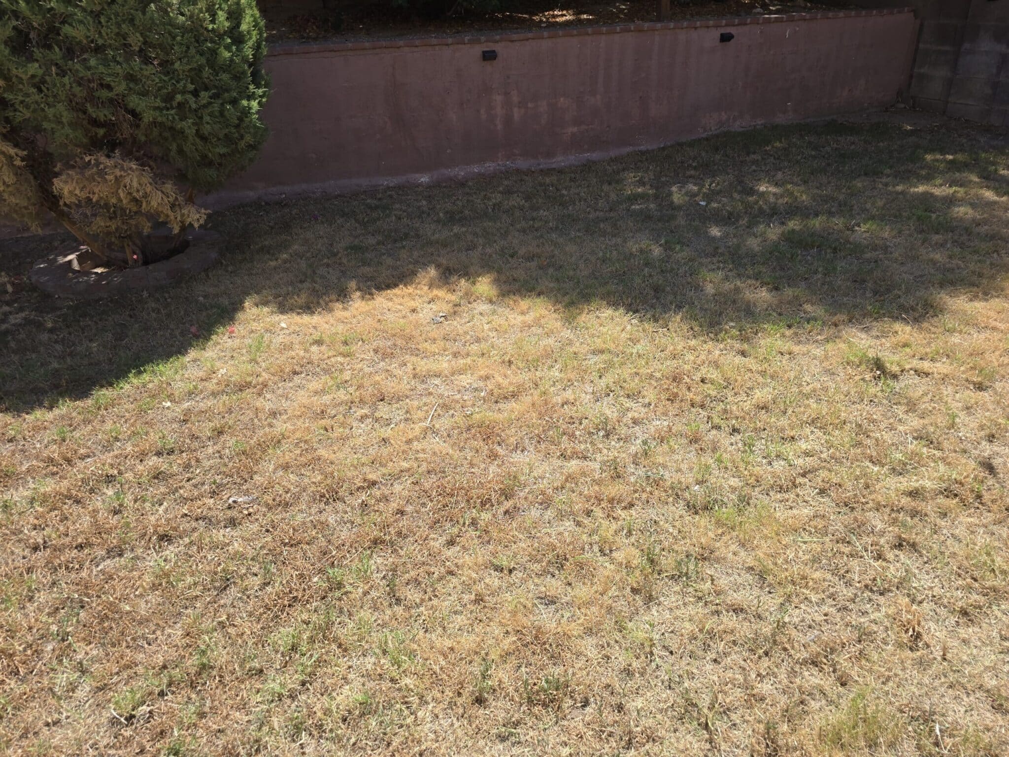 Older neighborhood front yard landscaping in Apache Junction, AZ