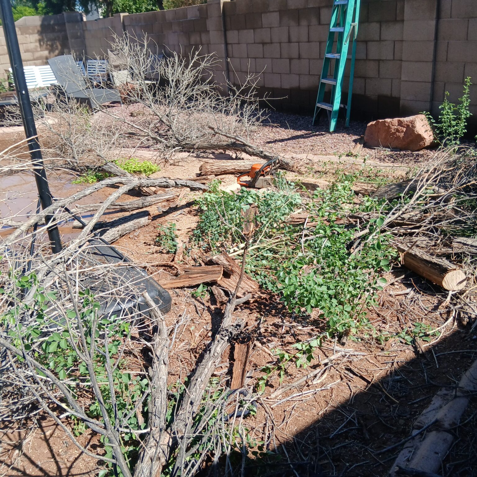 Tree Services in Mesa, Arizona