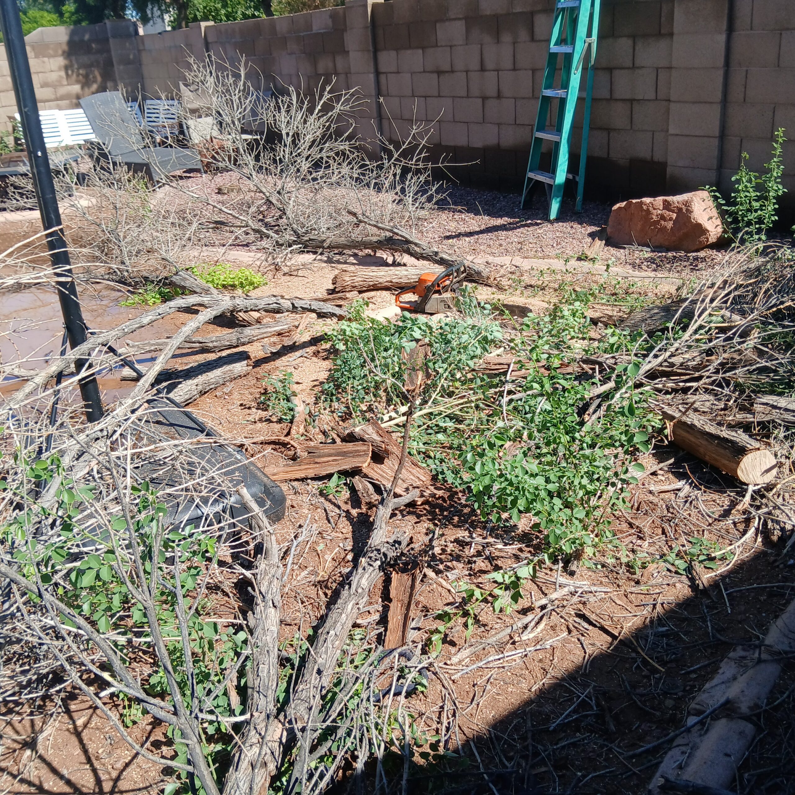Tree Services in Cave Creek, AZ