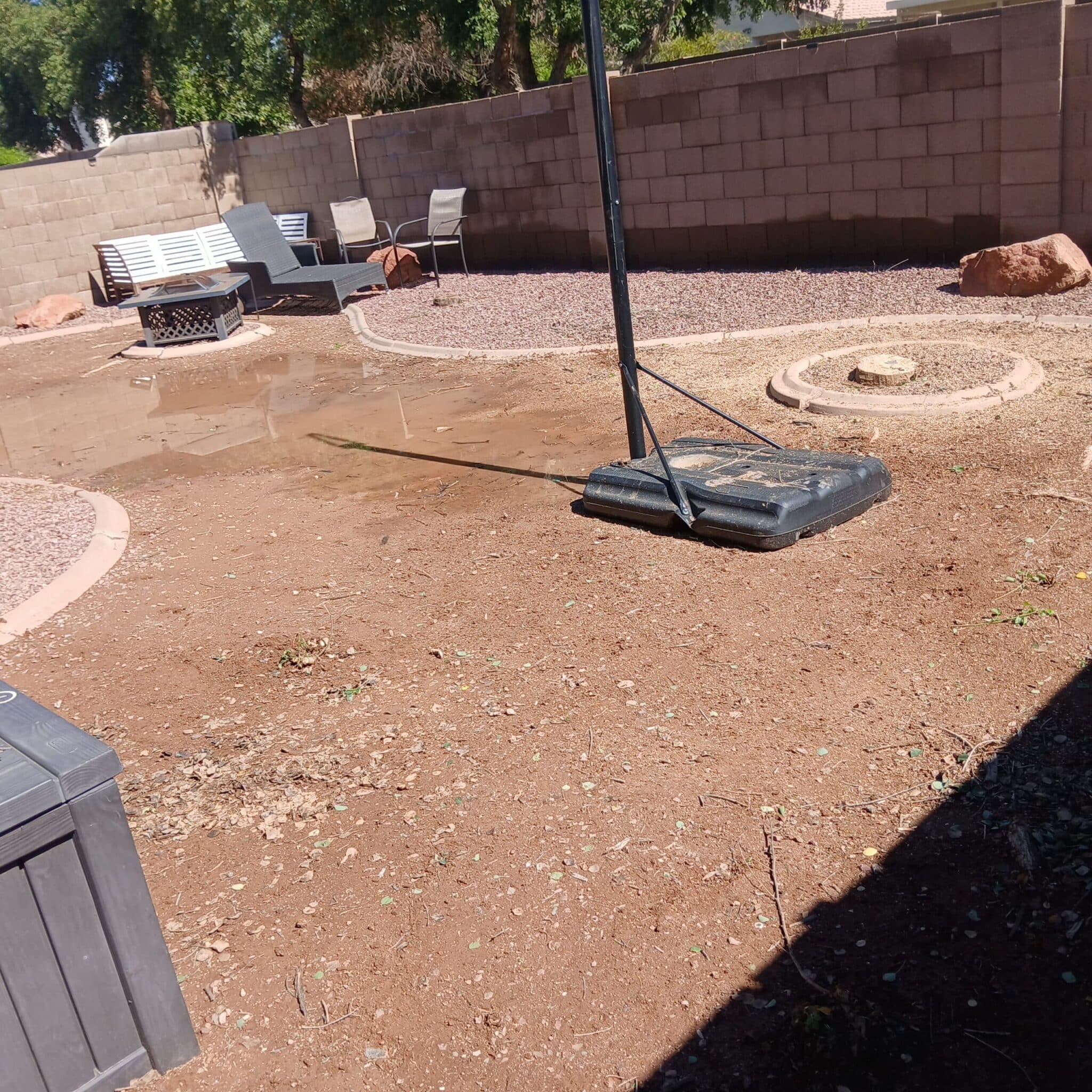 Assessing a desert tree species on a Cave Creek property before scheduling work