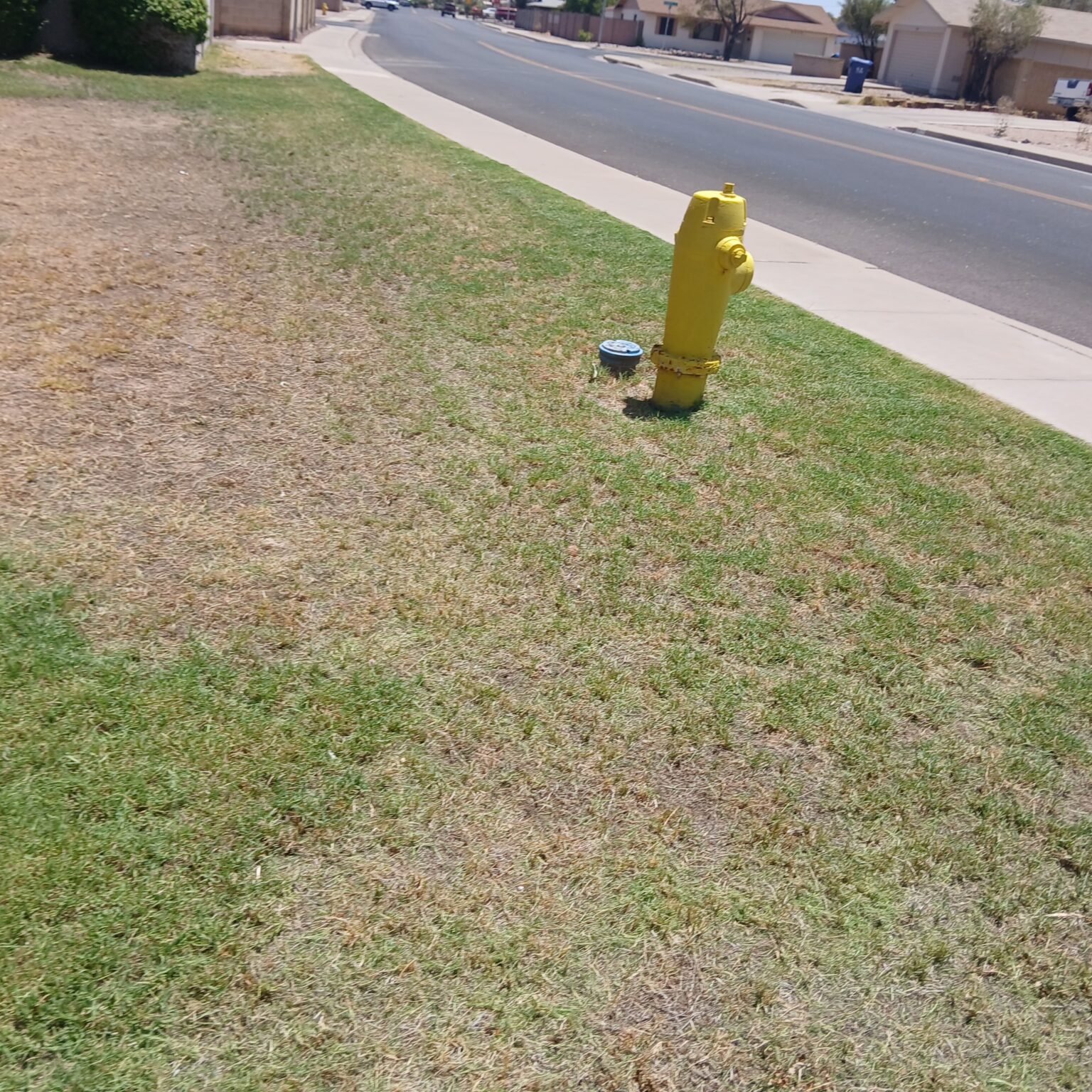 Landscaping Services in Mesa, AZ