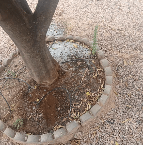 Newly planted and staked young tree at a San Tan Valley, AZ property