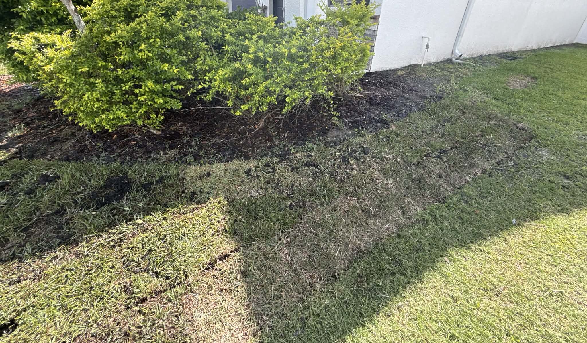 Soil amendment and grading before sod installation in Tampa, FL