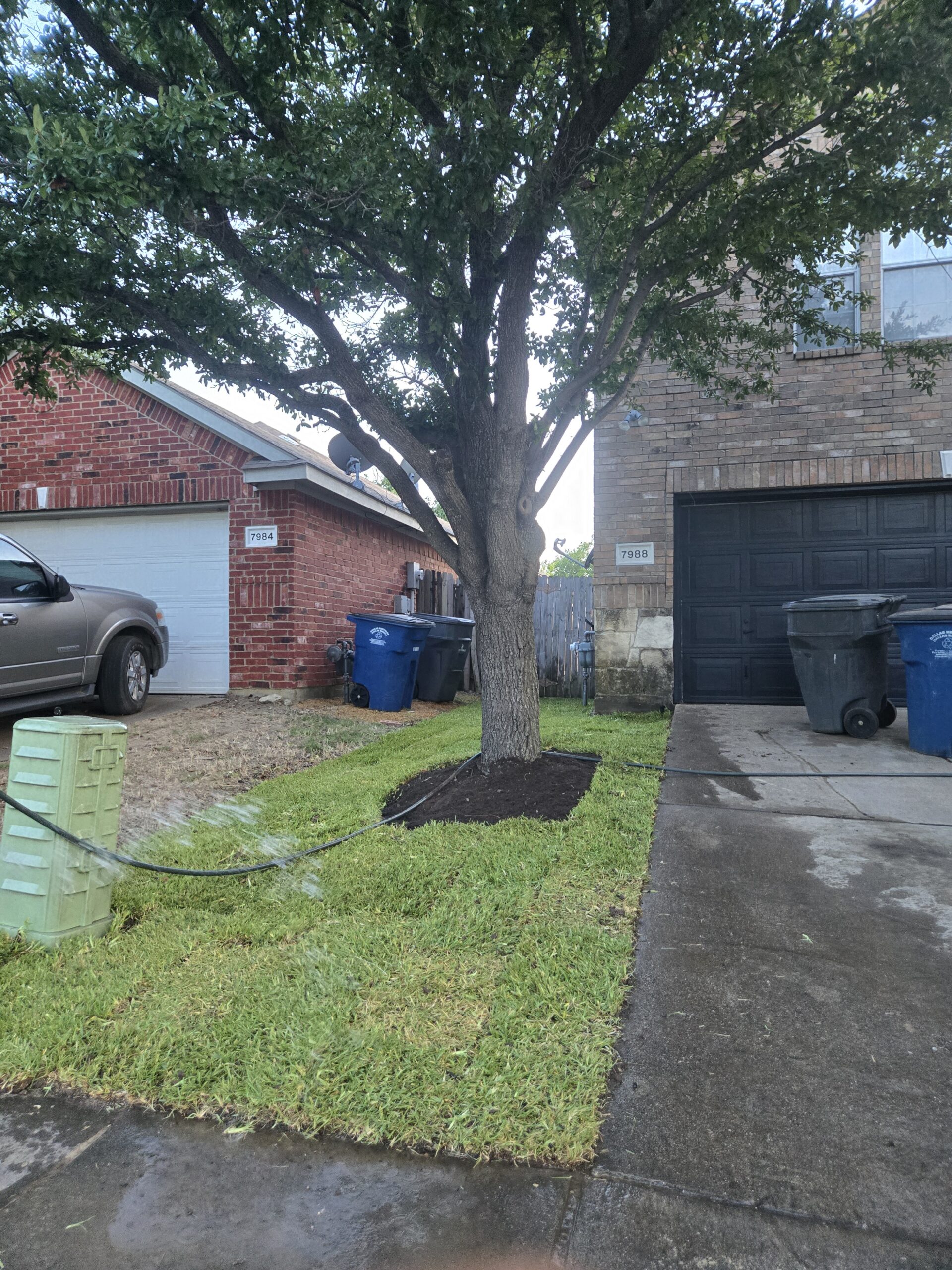 Checking an irrigation zone against Austin Water restrictions before sod installation