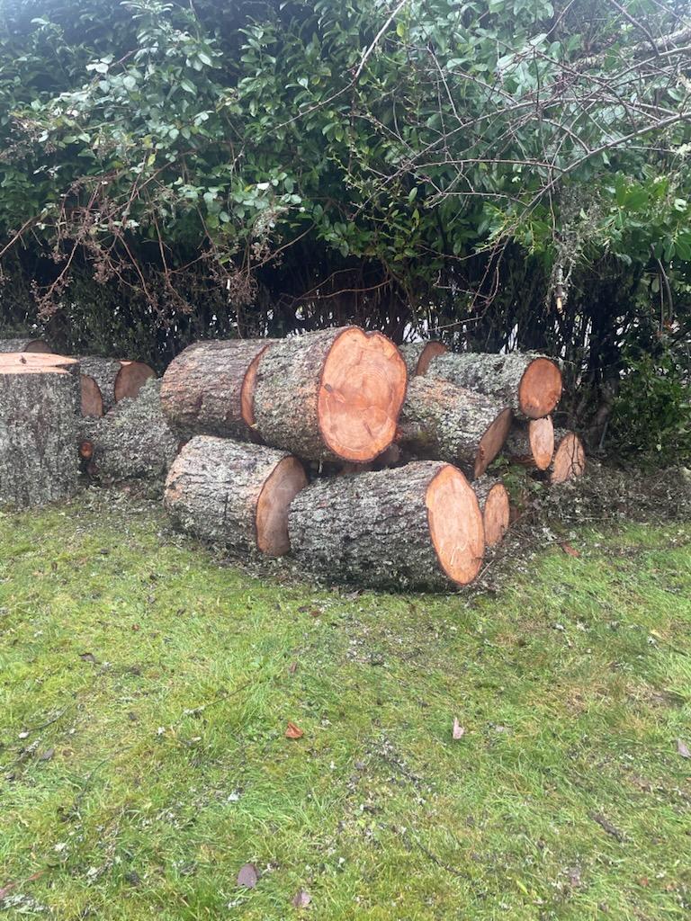 Tree removal and stump grinding work at a San Tan Valley, AZ property