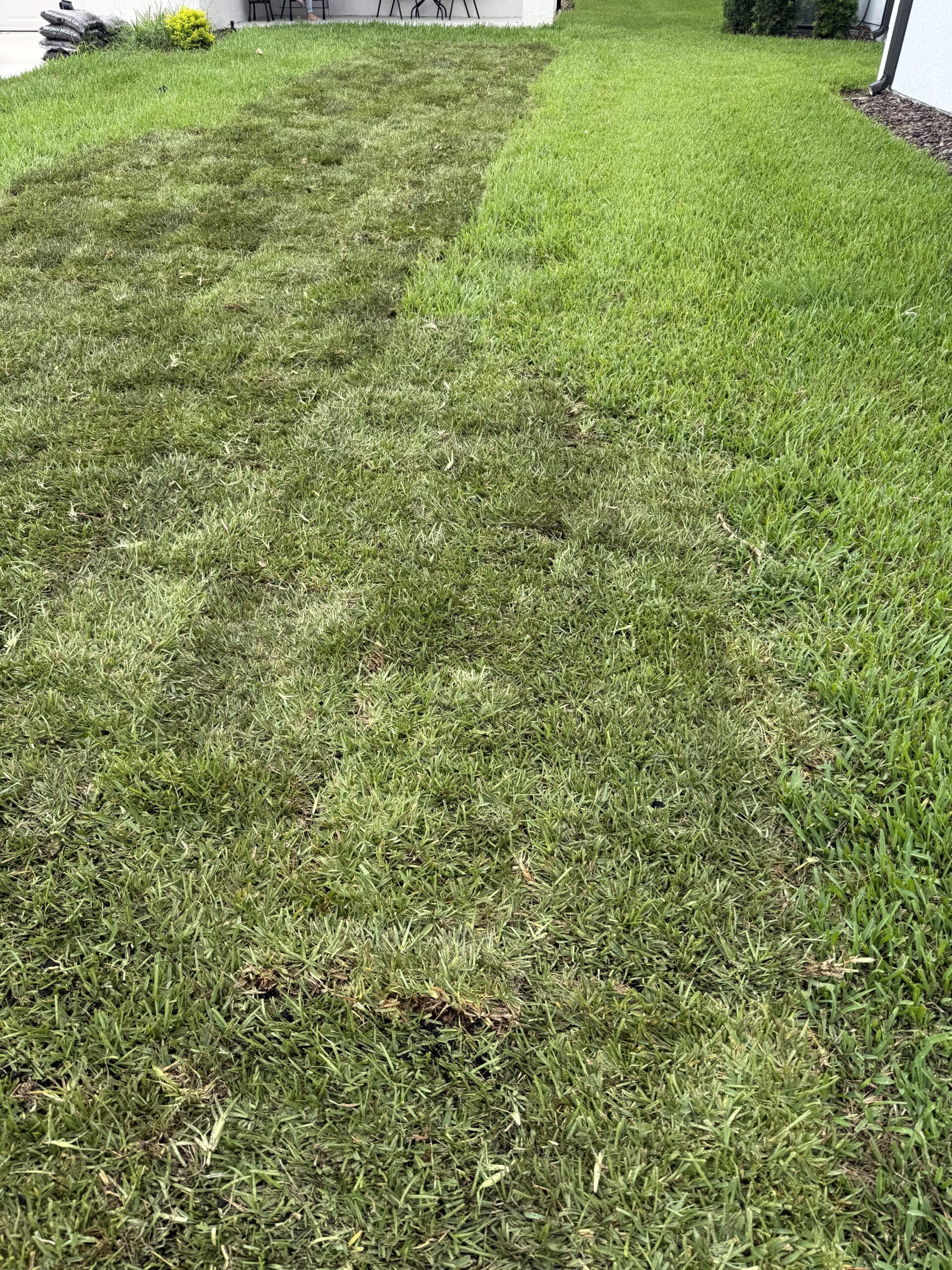 Comparing St. Augustine and Zoysia sod for a Tampa, FL yard