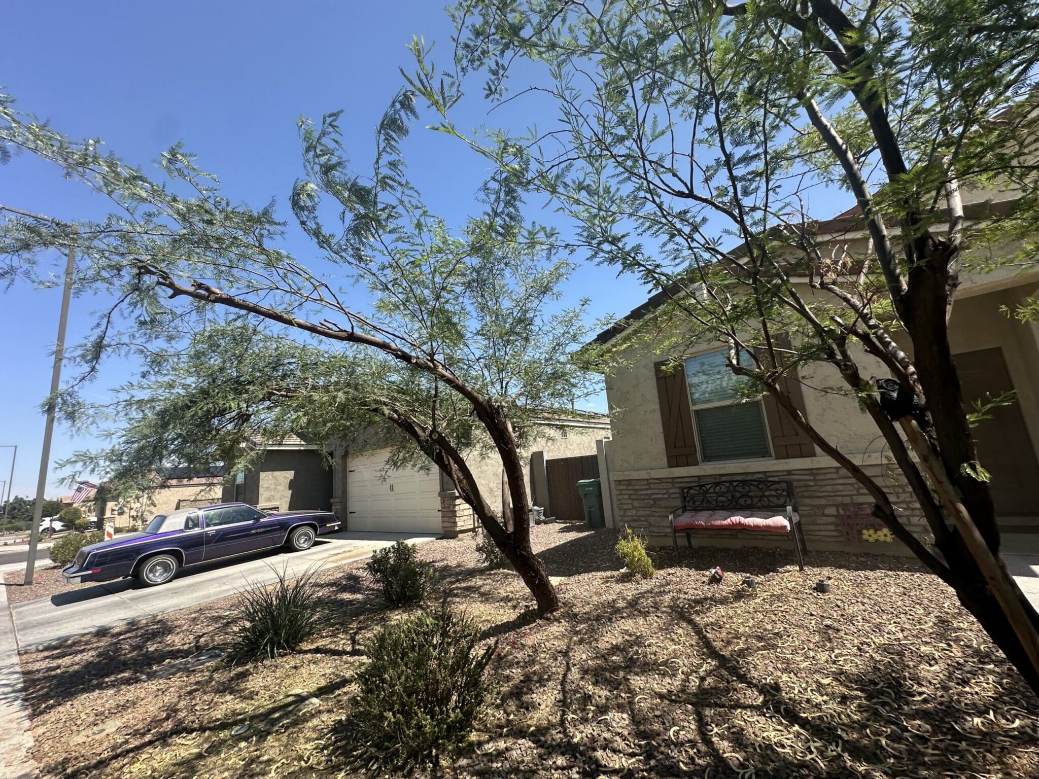 Storm-exposed young tree ahead of monsoon season in San Tan Valley, AZ