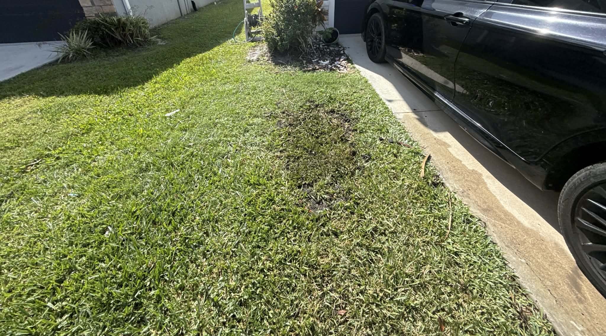 Older San Antonio, TX neighborhood yard with mature tree canopy suited to St. Augustine grass