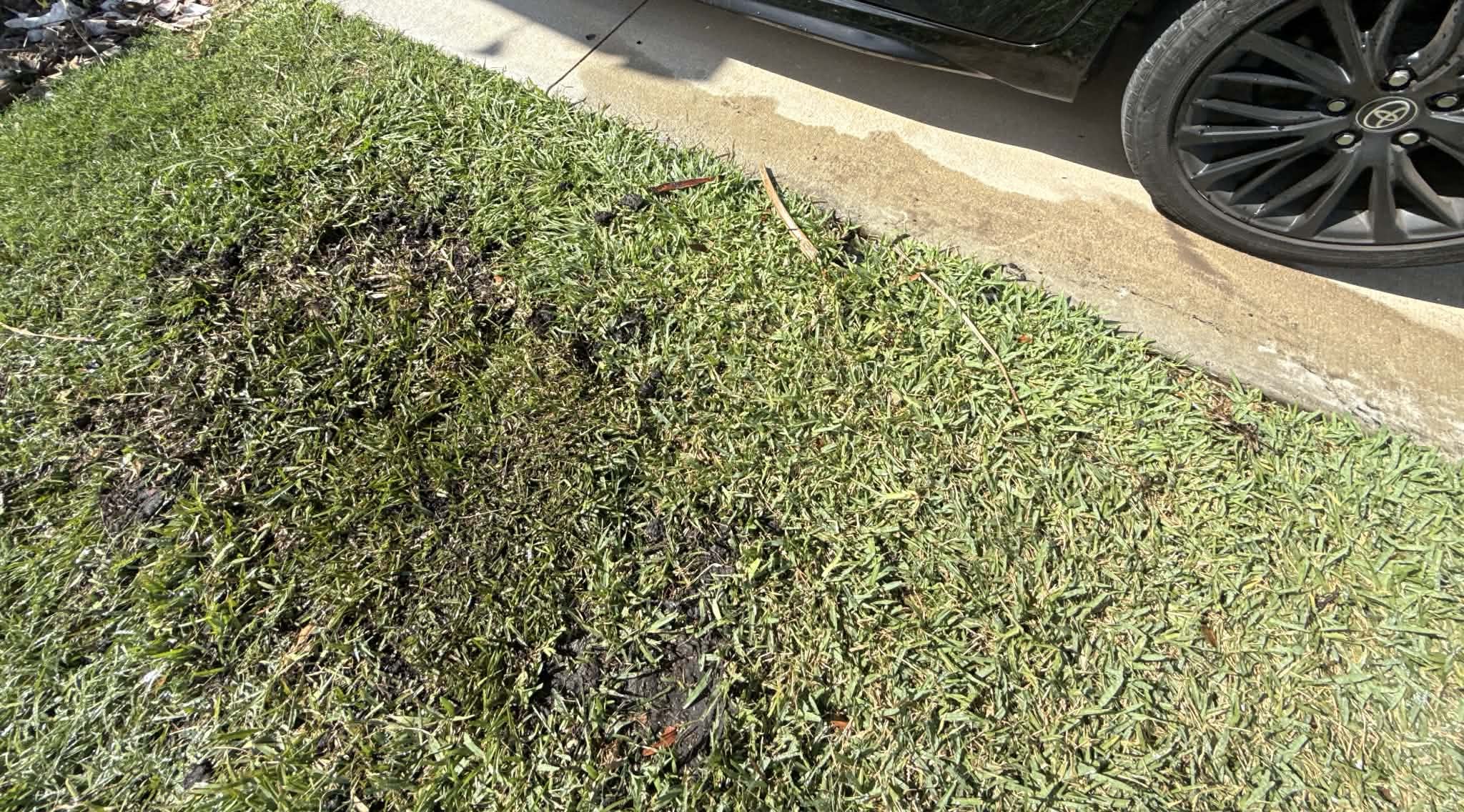 Freshly installed Bermuda sod lawn after sod installation in Las Vegas, NV