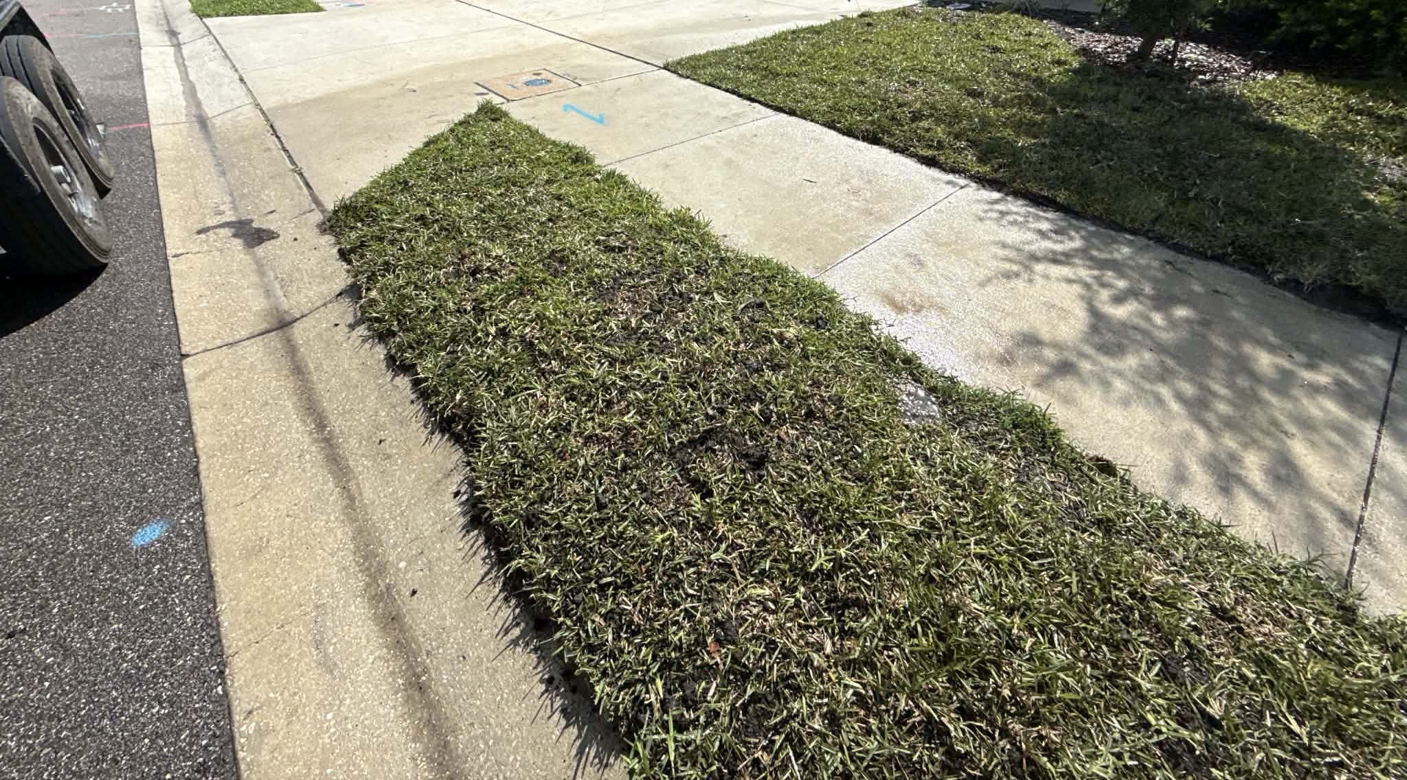 Freshly installed green lawn after sod installation in Denver, CO