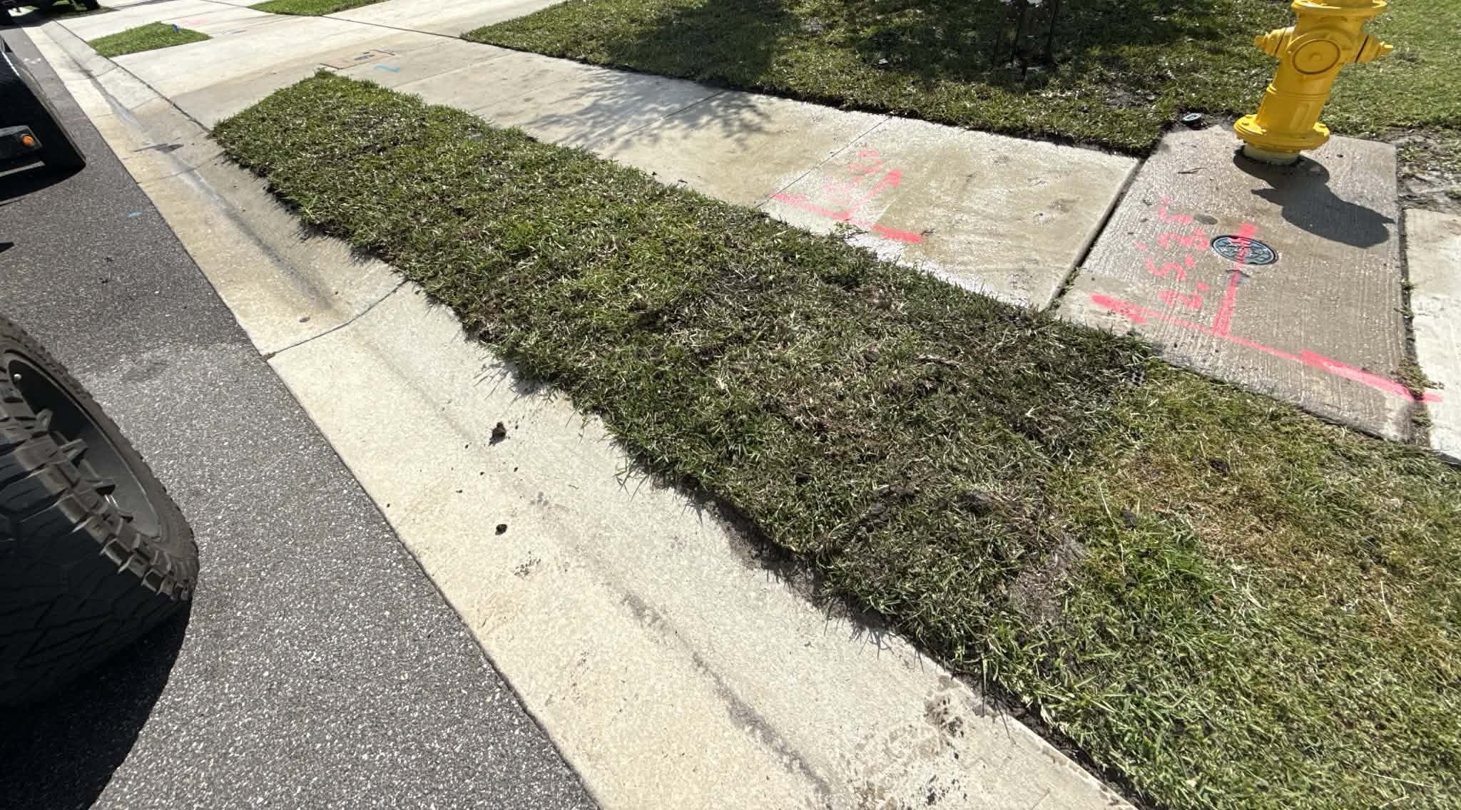 Moss encroachment under mature tree canopy shade in a Seattle, WA yard
