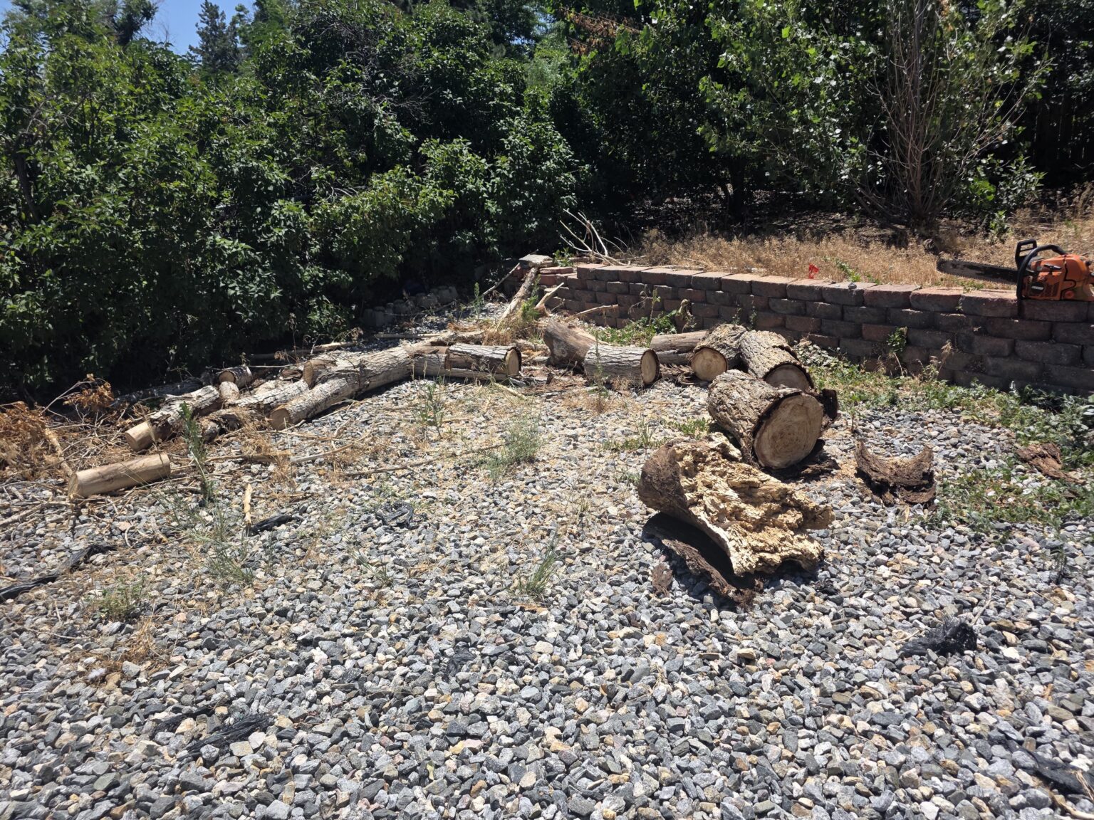 Tree Stump Removal in Denver, CO