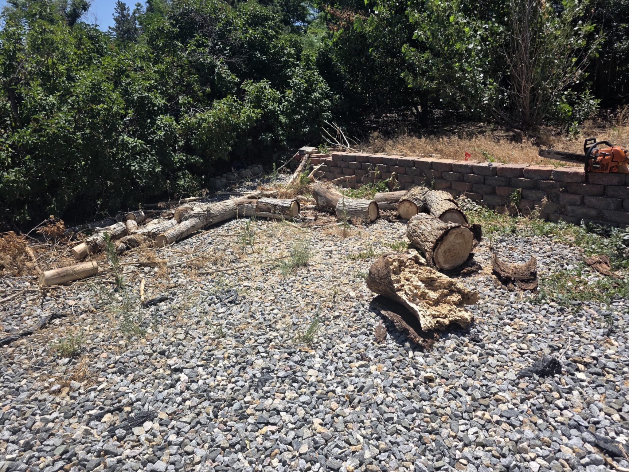 Tree Stump Removal in Denver, CO