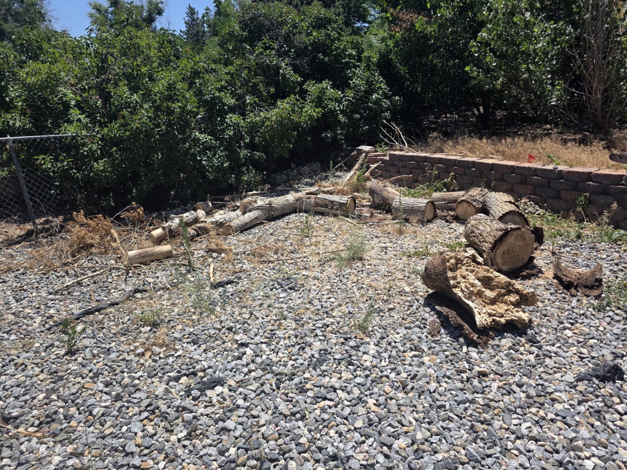 Stump removal questions for Denver properties