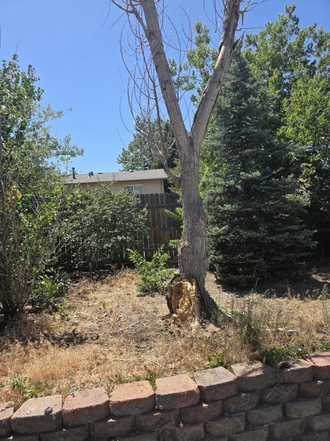 Tree Care Services in Denver, CO