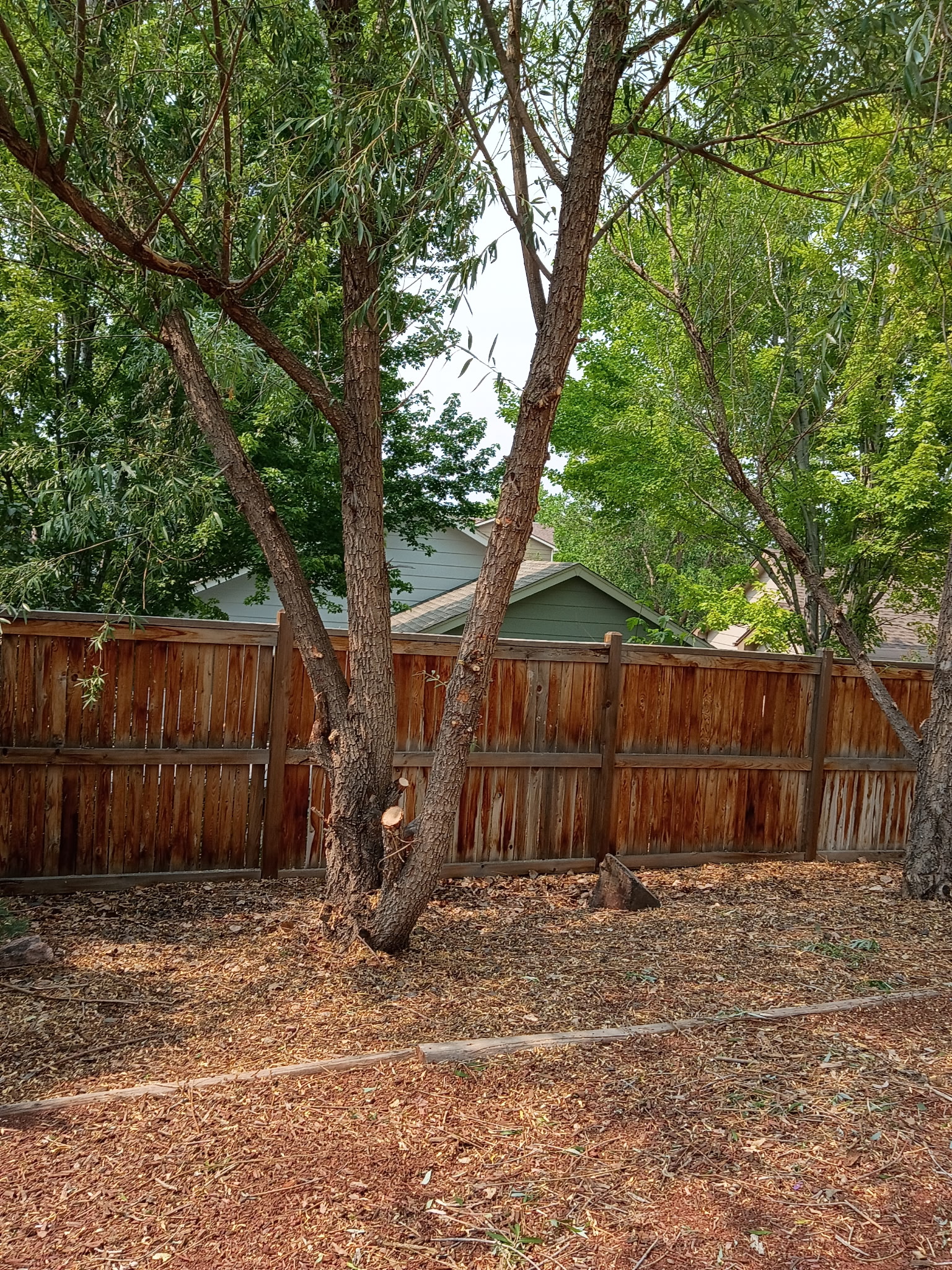 Tree pruning questions for Denver properties