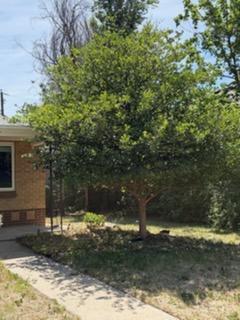 Tree trimming questions for Denver properties