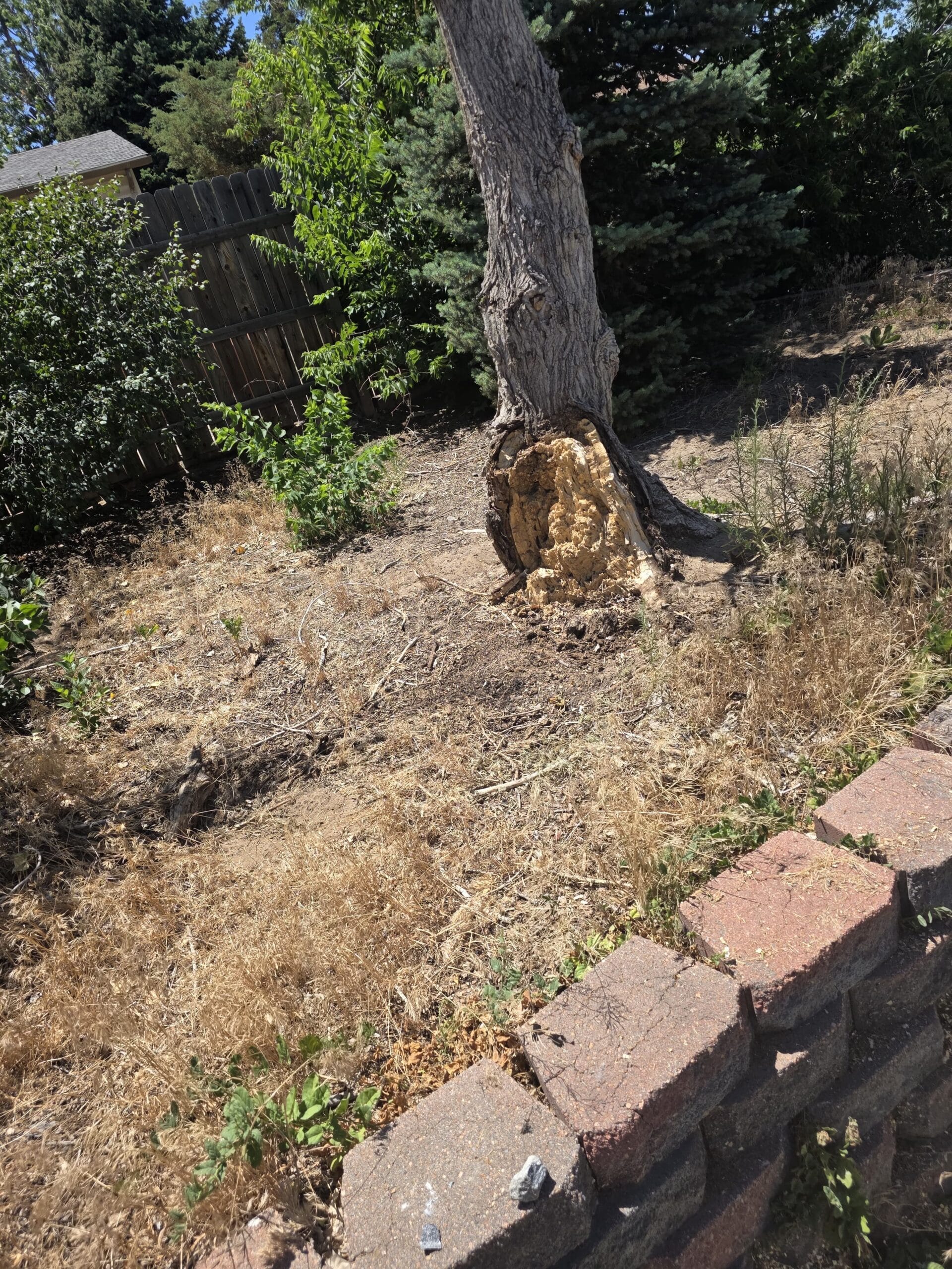 Completed tree care work in Denver, CO